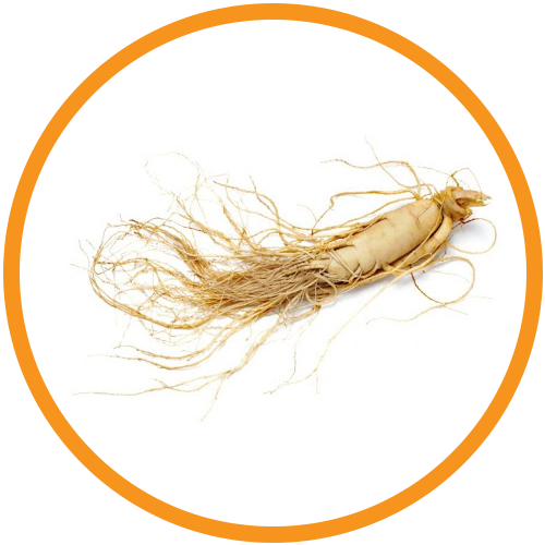 Ginseng-Extract