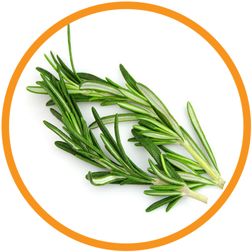 Rosemary-Essential-Oil