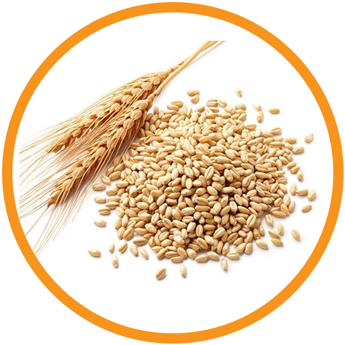 Wheat-Germ-Oil