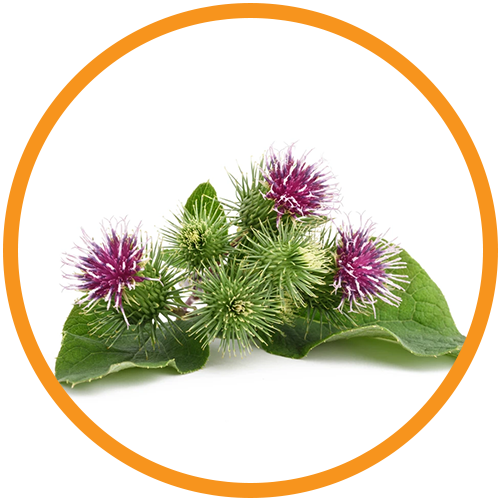 Burdock-Extract