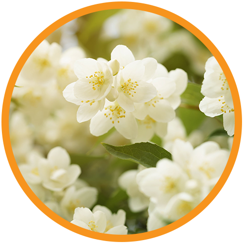 Licorice-(Ext)-Watercress