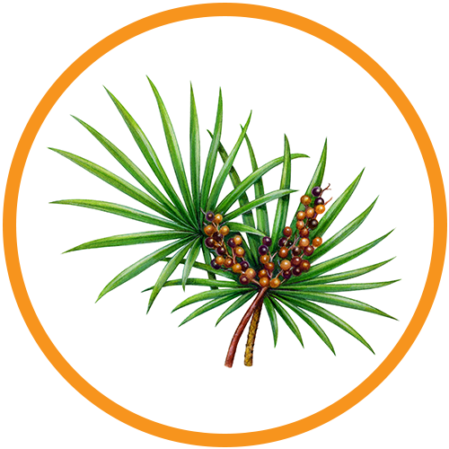 saw-palmetto