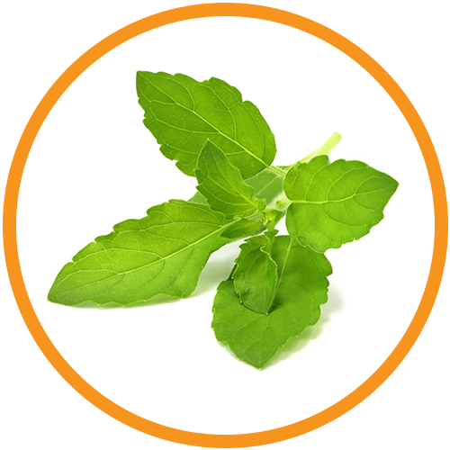 Basil-Leaf-Extract