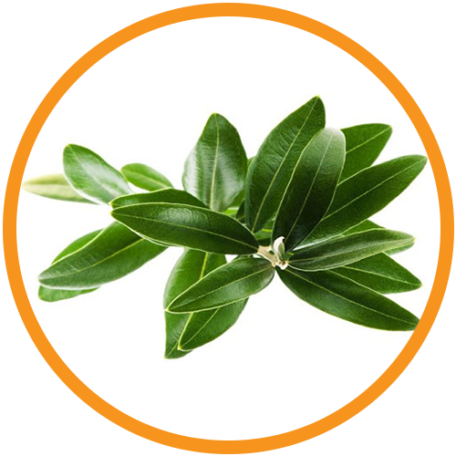 Eucalyptus-Leaf-Extract