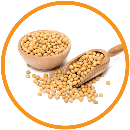 Soy-Protein