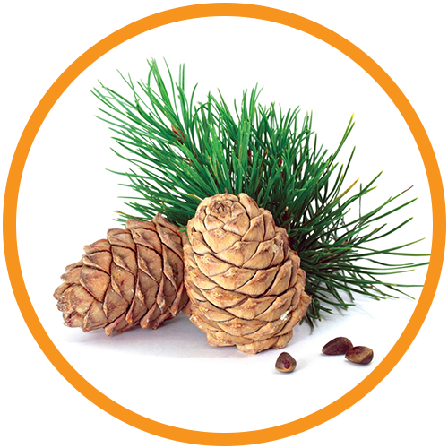 Cedarwood-Oil