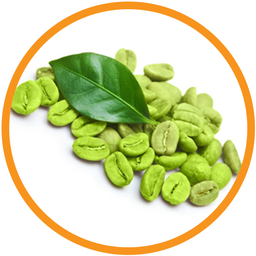 Coffee-Bean-Extract