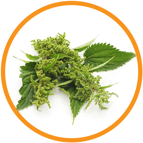 Nettle-Leaf-Extract