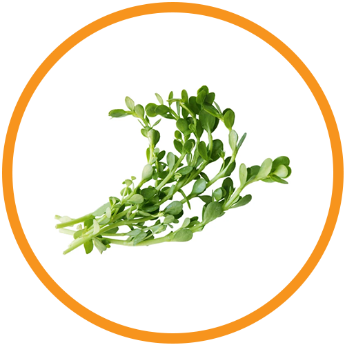 Brahmi-(Bacopa-monnieri)-Extract