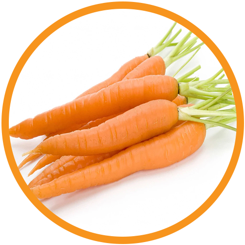 Carrot-Seed-Oil