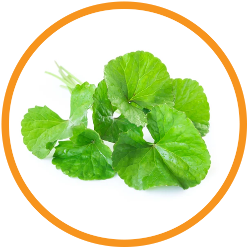 Gotu-Kola