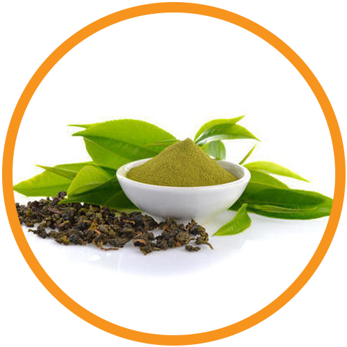 Green-Tea-Extract