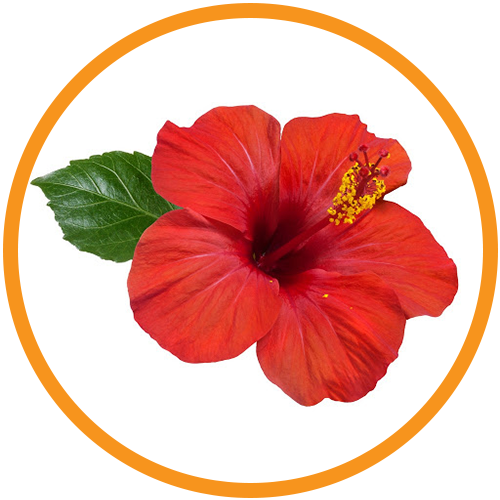 Hibiscus-Extract