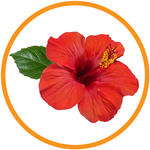 Hibiscus-Rosa-Sinensis-Flower-Extract
