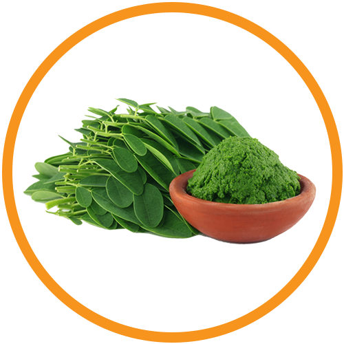 Moringa-Extract