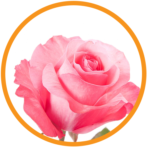 Rosa-Centifolia-Flower-Extract