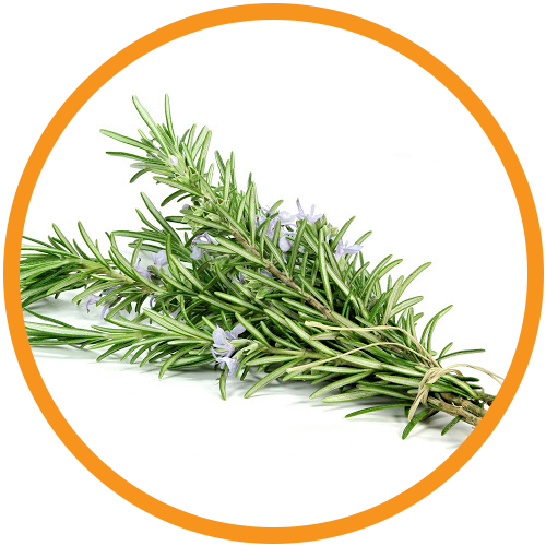 Rosemary-Leaf-Extract