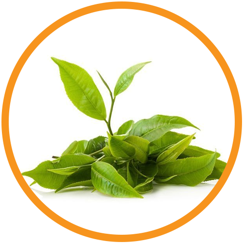 Tea-Tree-Essential-Oil