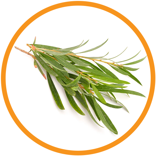 Tea-Tree-Essential-Oil