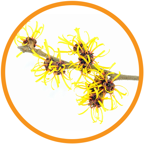Witch-Hazel-Extract