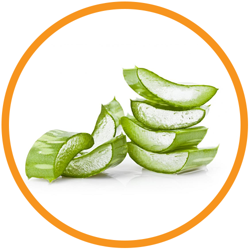 Aloe-Vera-Leaf-Extract