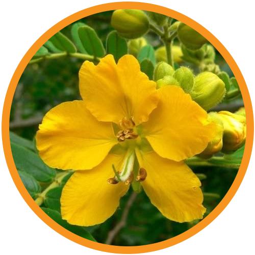 Cassia-Angustifolia-Seed-Polysaccharide