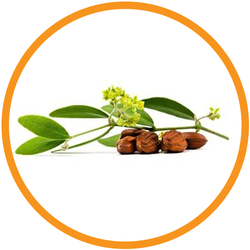 Cold-Pressed-Jojoba-Oil