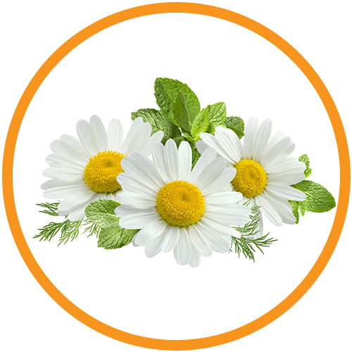Daisy-Flower-Extract