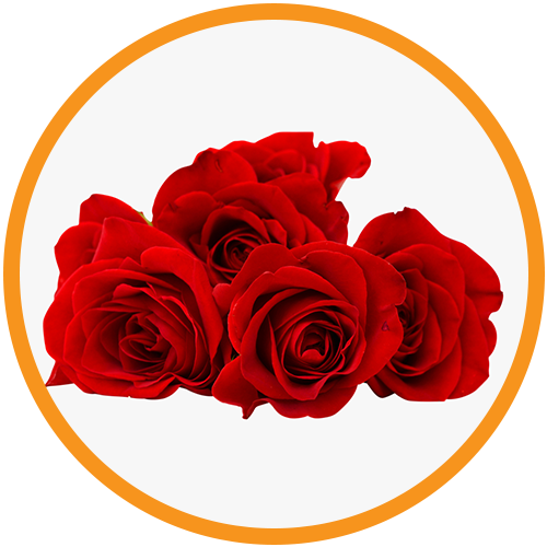 Rose-Water