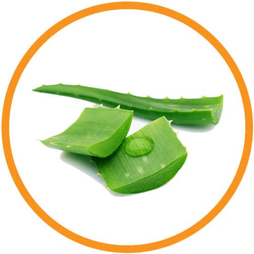 Aloe-Vera