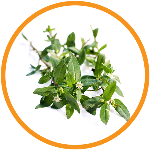 Bhringraj-Extract