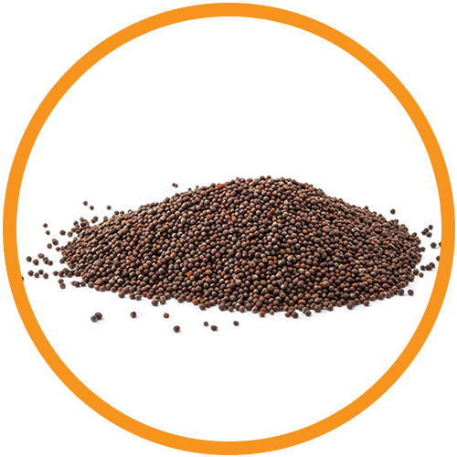 Brassica Seed Oil