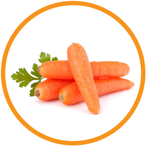 Carrot Root