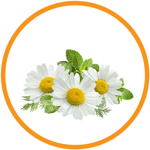 Daisy-Flower-Extract
