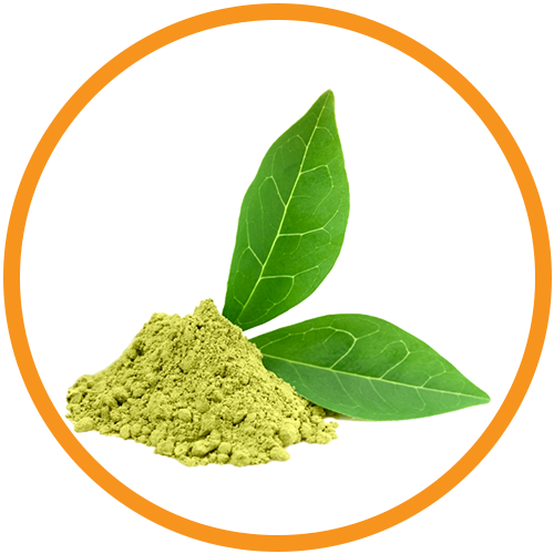 Green Tea Extract
