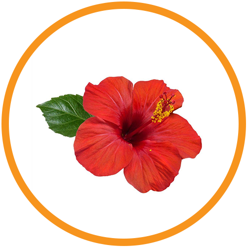 Japa-(Hibiscus)-Flower