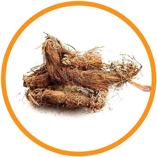 Jatamansi Extract