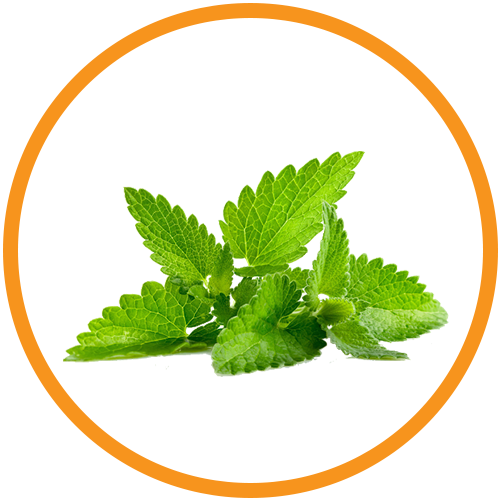 Mint Oil