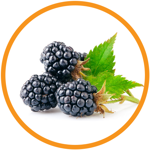 Mulberry-Extract