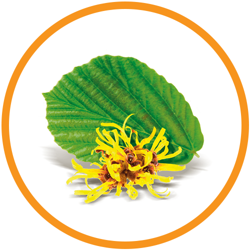 Witch-Hazel-Extract